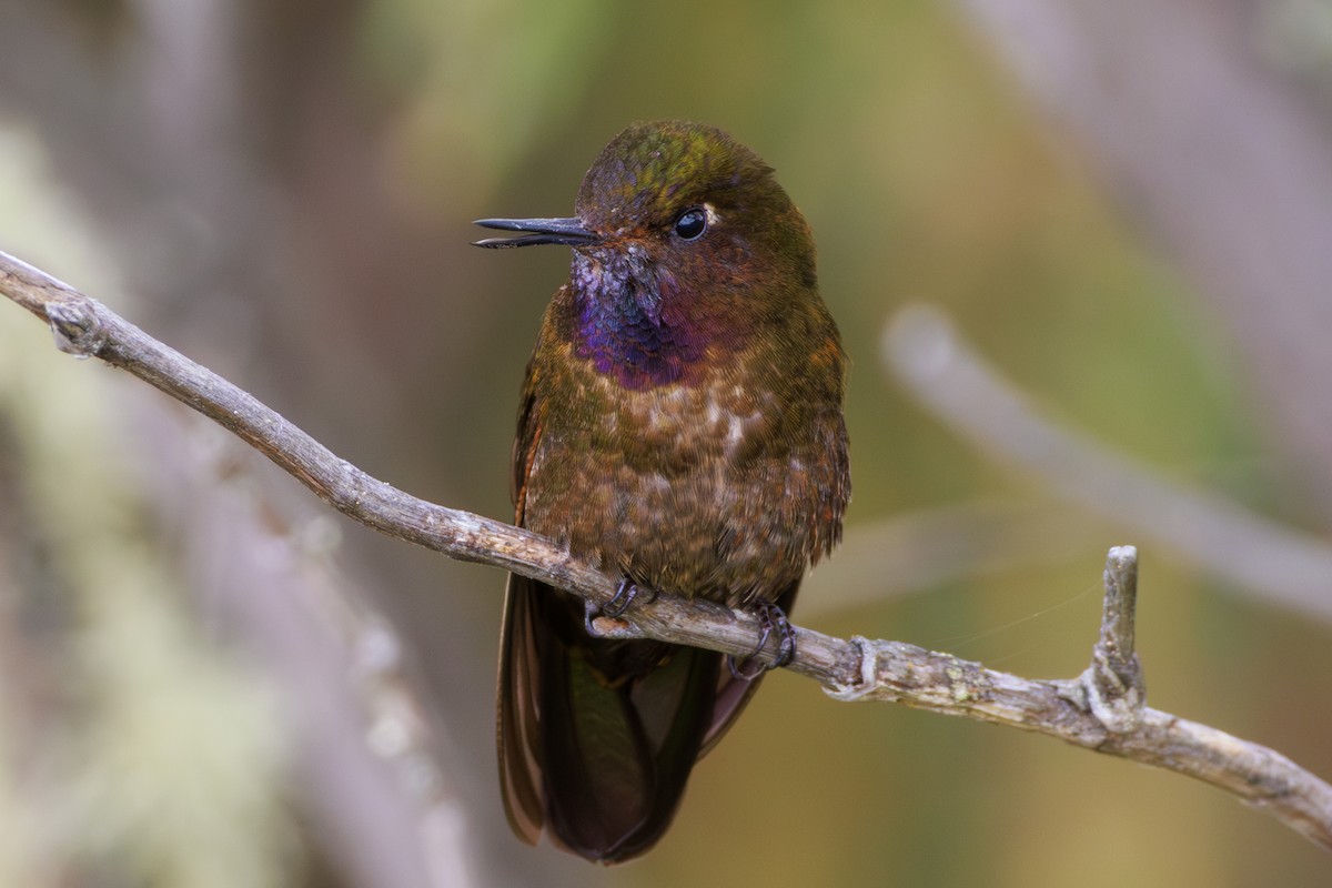 Violet-throated Metaltail - ML620312042