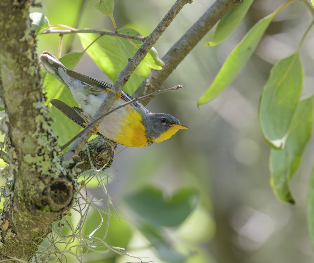 Northern Parula - ML620312043