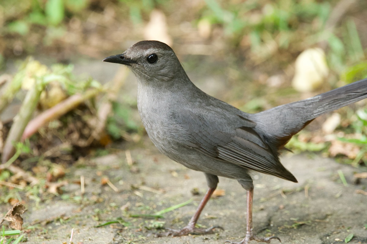 Pájaro Gato Gris - ML620312045