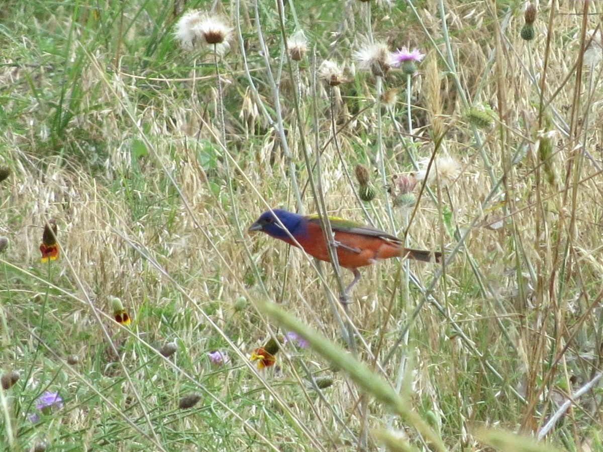 Painted Bunting - ML620312049