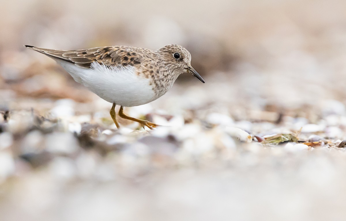 Temminck's Stint - ML620312050