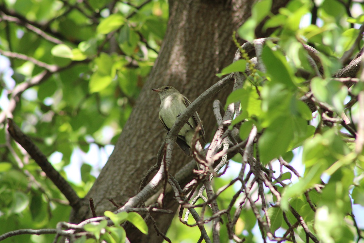 Caribbean Elaenia - ML620312051