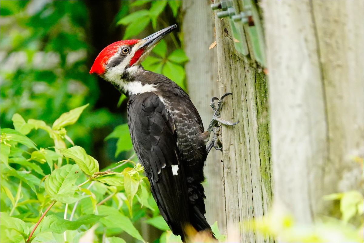 Pileated Woodpecker - ML620312054