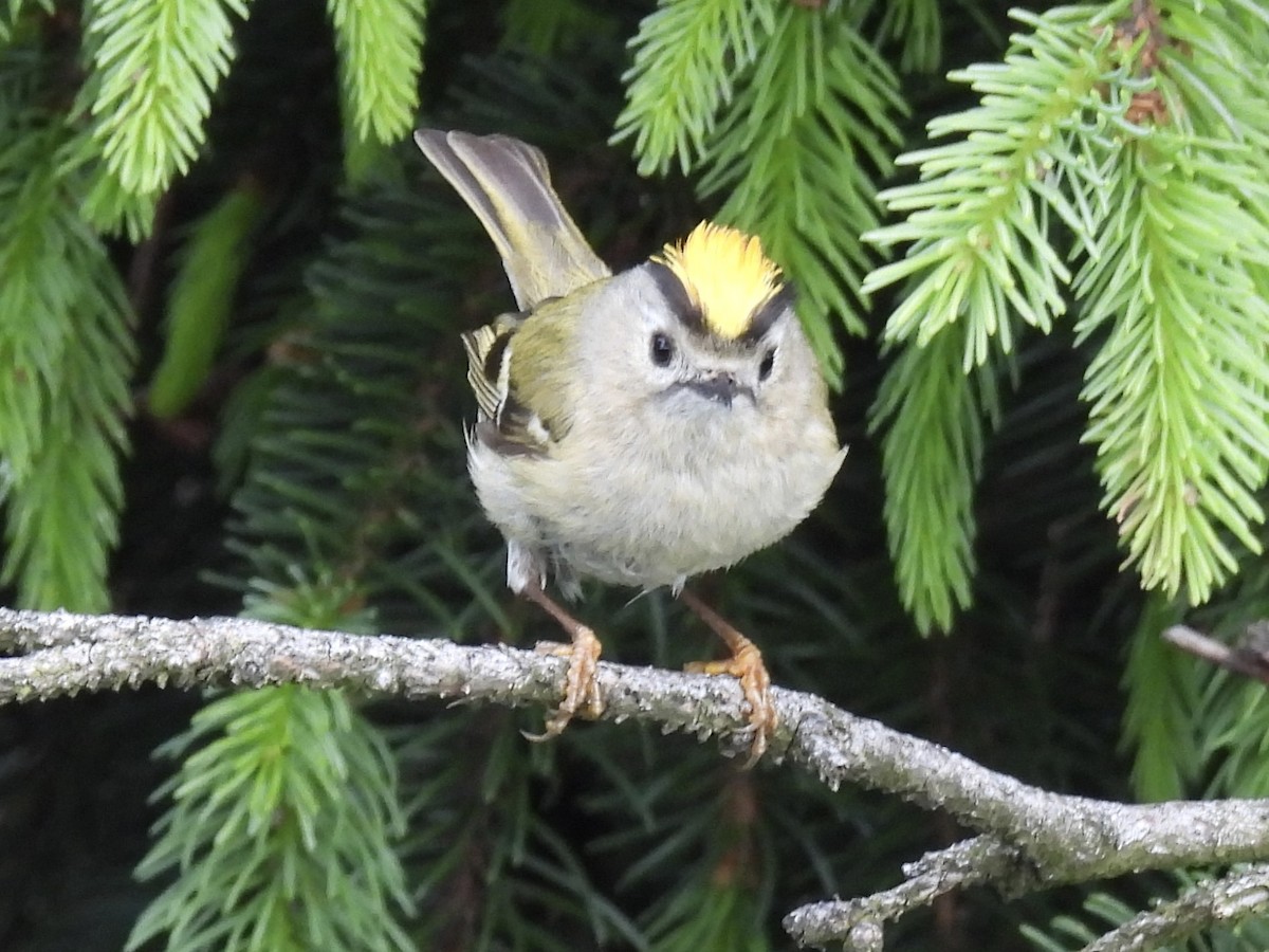 Goldcrest - ML620312055