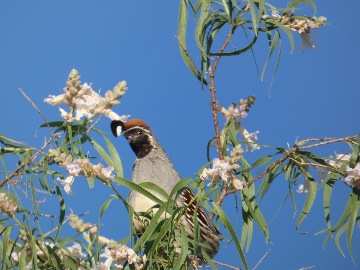 Gambel's Quail - ML620312059