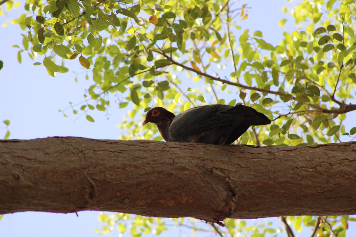 Scaly-naped Pigeon - ML620312061