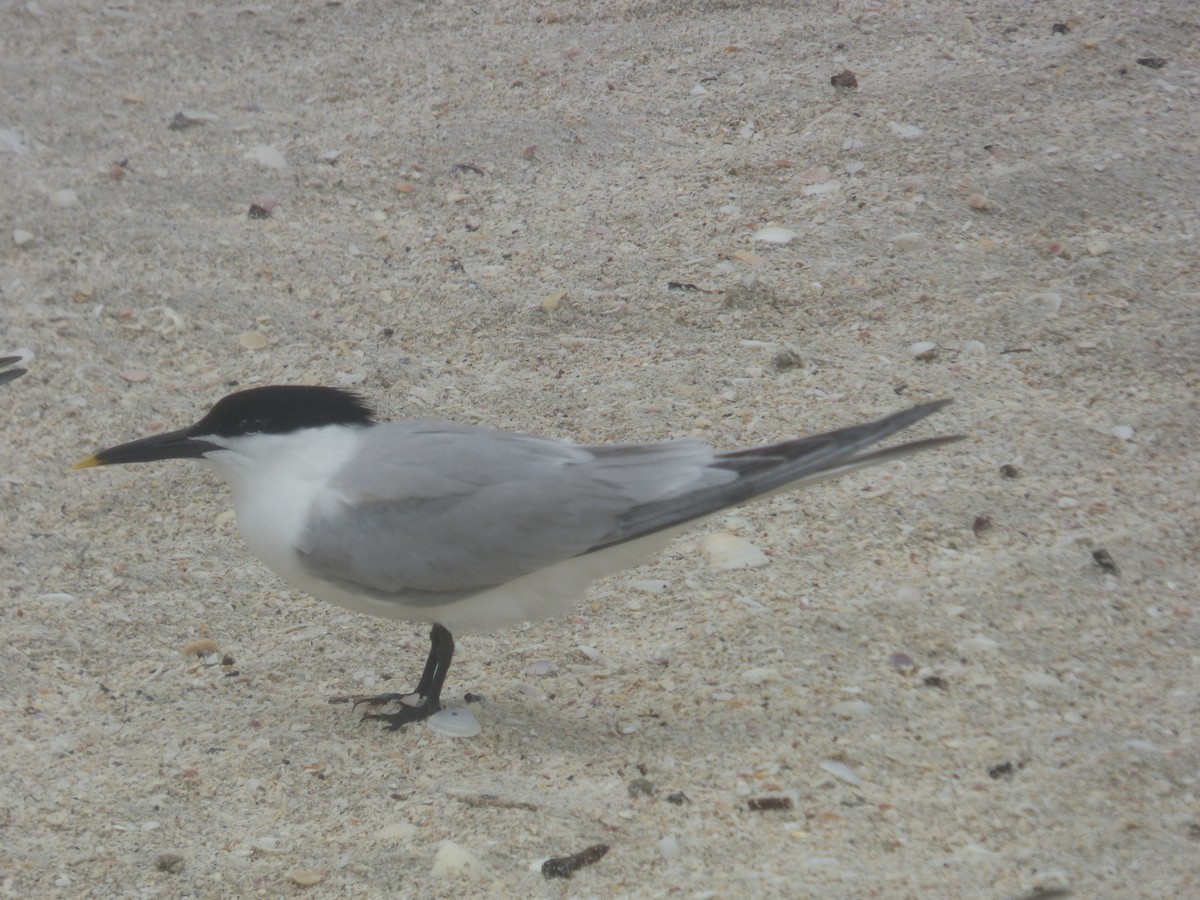 Sandwich Tern - ML620312063