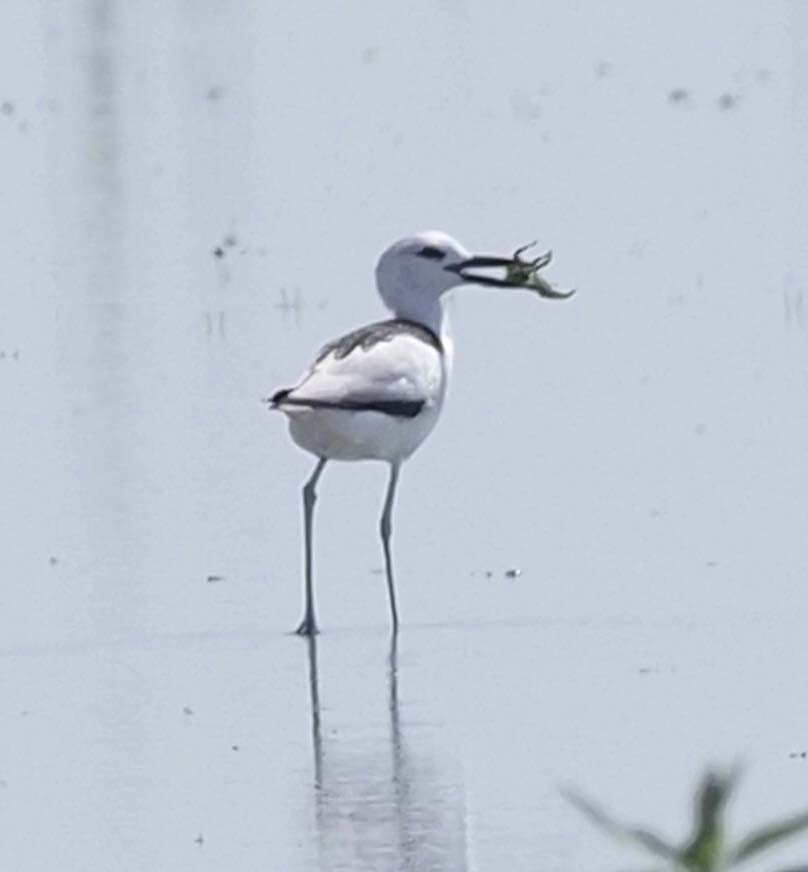 Crab-Plover - ML620312065