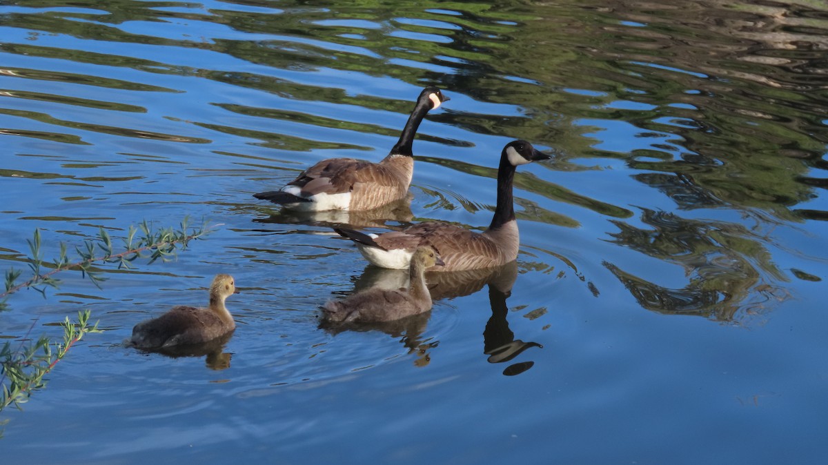 Canada Goose - ML620312068