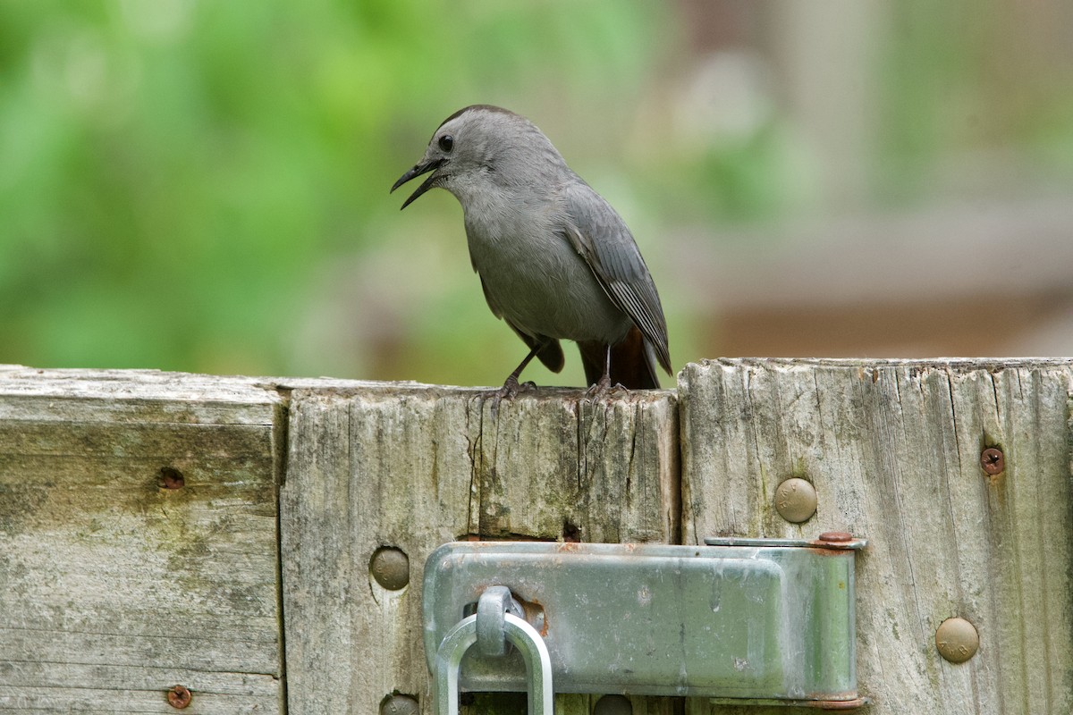 Pájaro Gato Gris - ML620312069