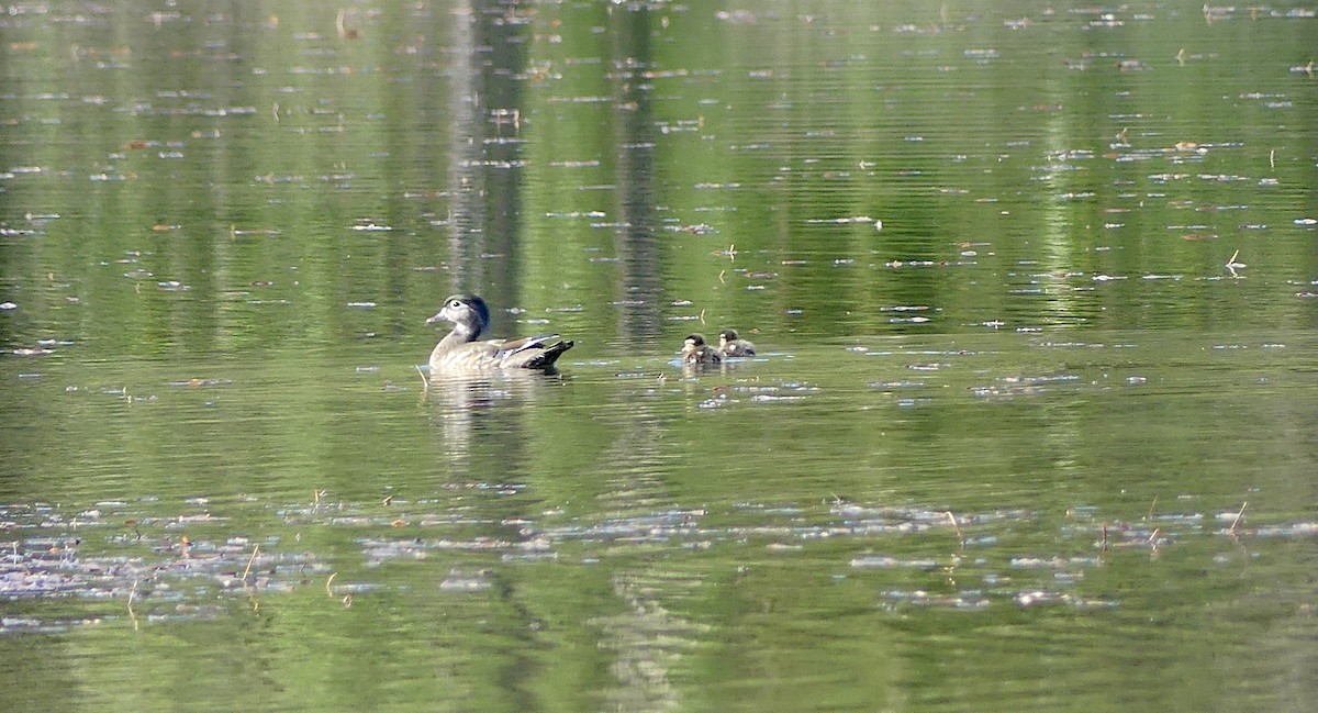 Wood Duck - ML620312079