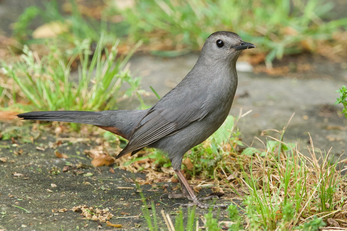 Gray Catbird - ML620312080