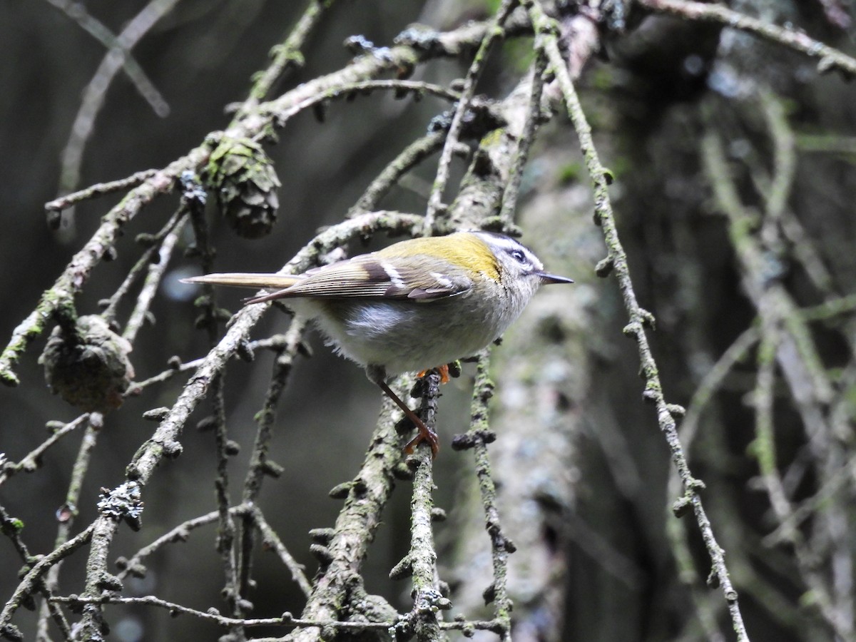 Common Firecrest - ML620312093