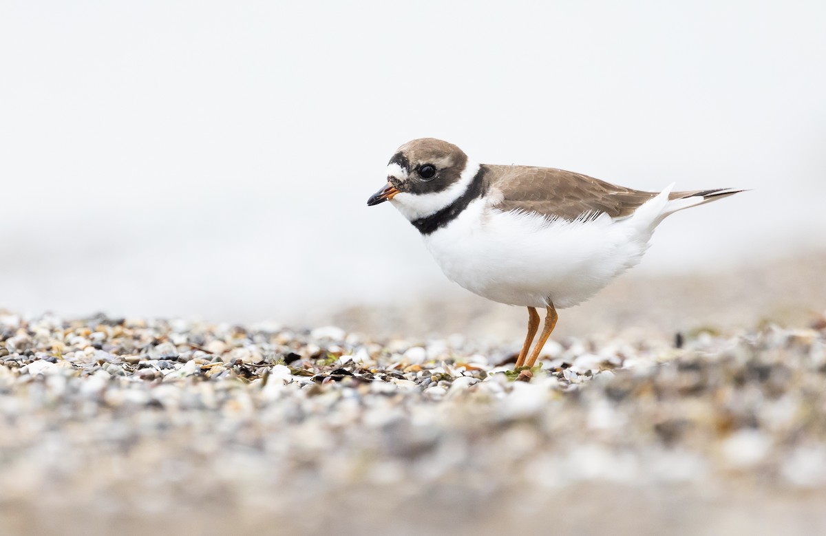 Common Ringed Plover - ML620312097