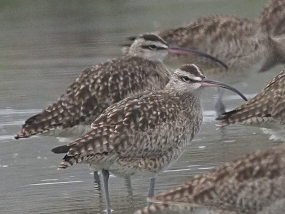 Regenbrachvogel - ML620312099