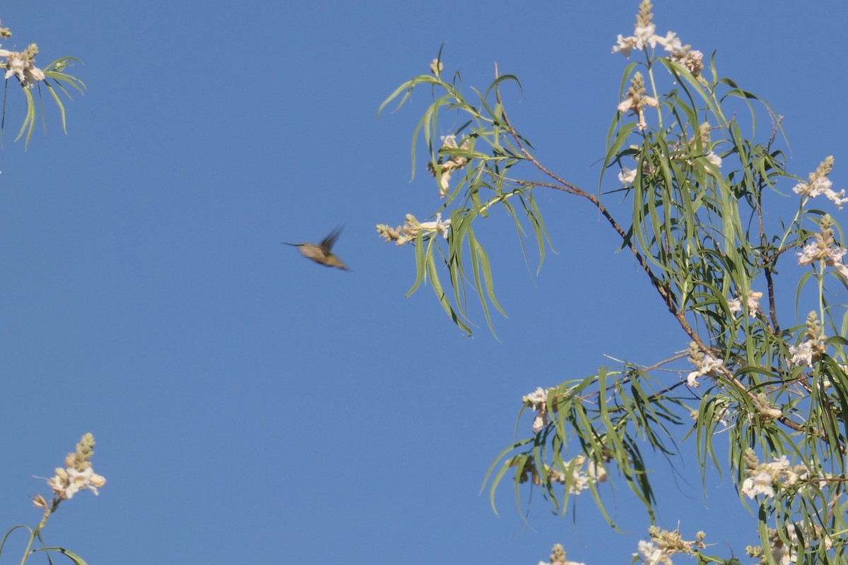 Black-chinned Hummingbird - ML620312102