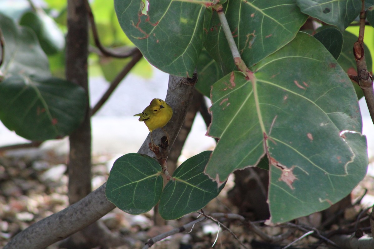 Yellow Warbler - ML620312105