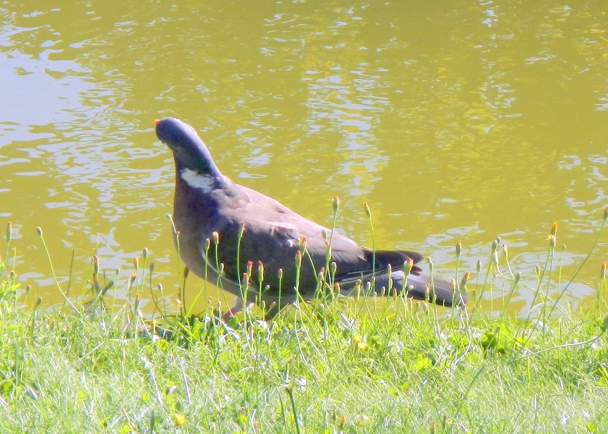 Common Wood-Pigeon - ML620312106