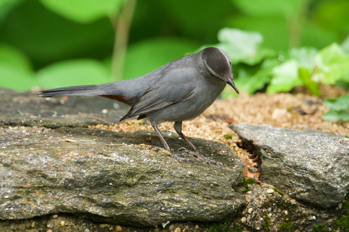 Gray Catbird - ML620312111