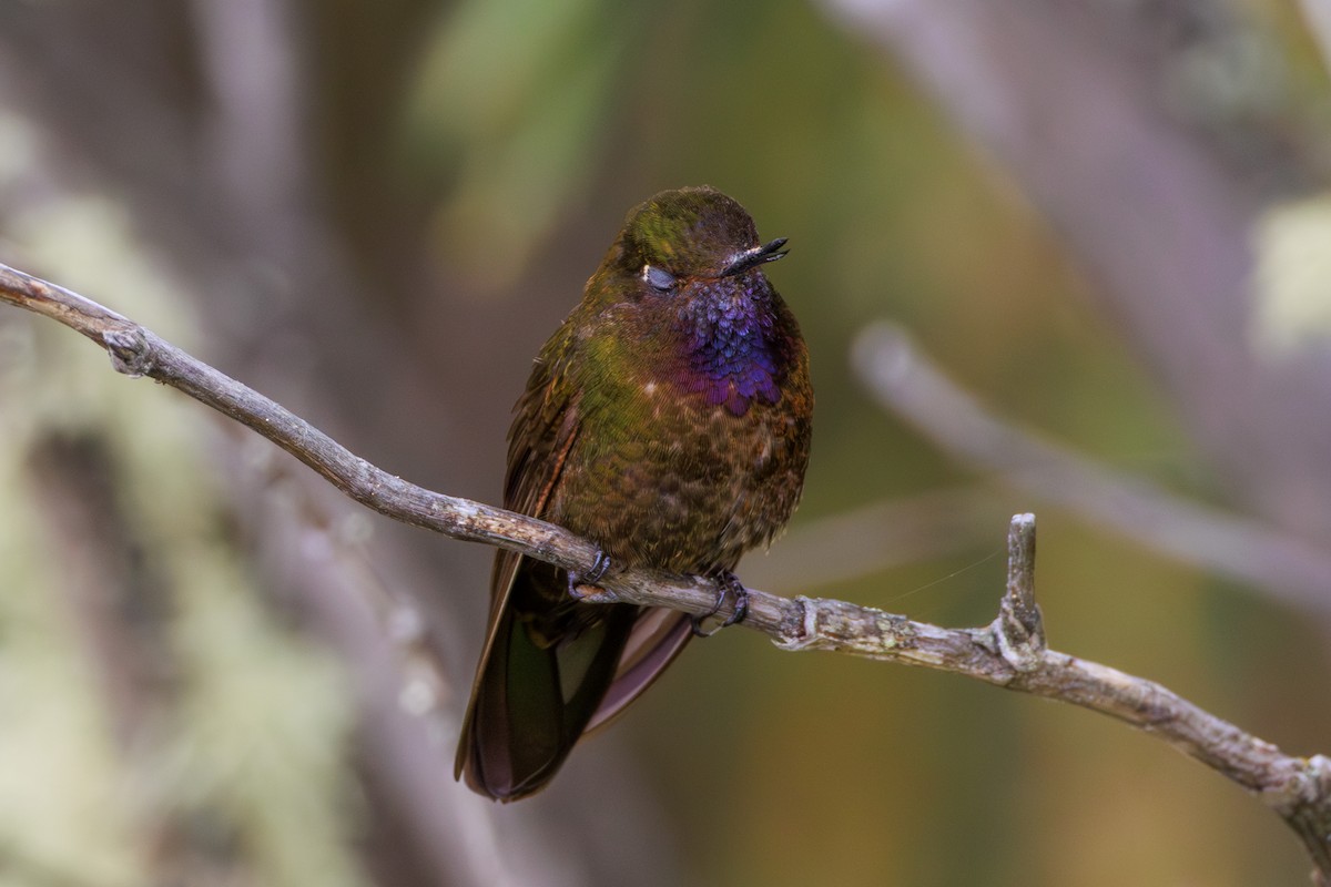 Violet-throated Metaltail - ML620312119