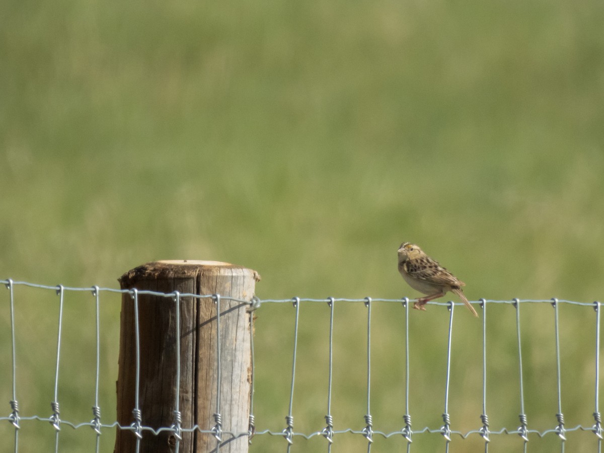 Grasshopper Sparrow - ML620312122