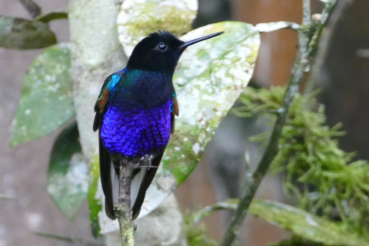 kolibřík hyacintový - ML620312132