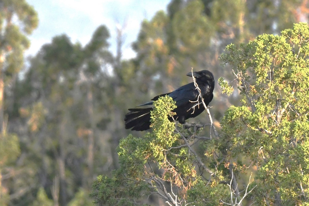 Chihuahuan Raven - ML620312133