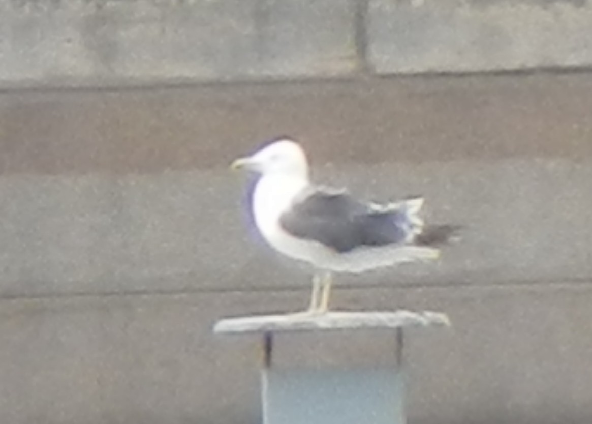 Yellow-legged Gull (michahellis) - ML620312137