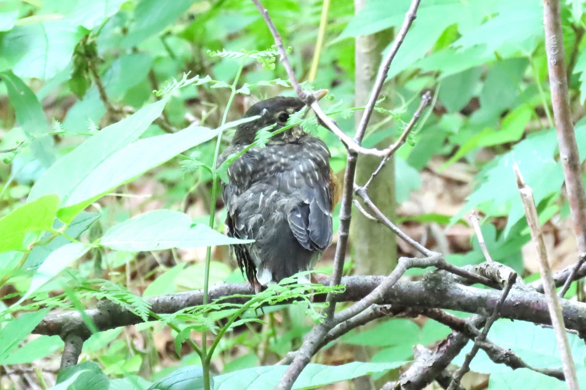 American Robin - ML620312139