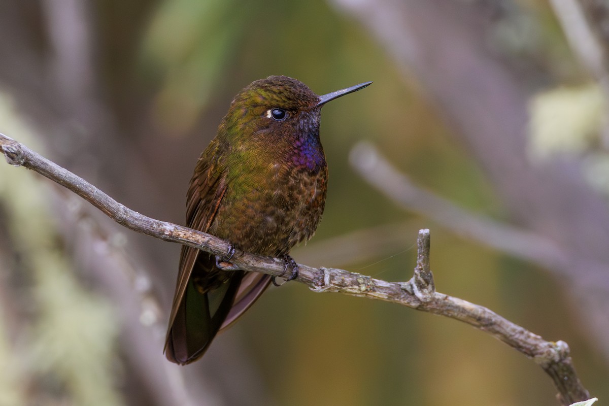 Violettkehl-Glanzschwänzchen - ML620312140