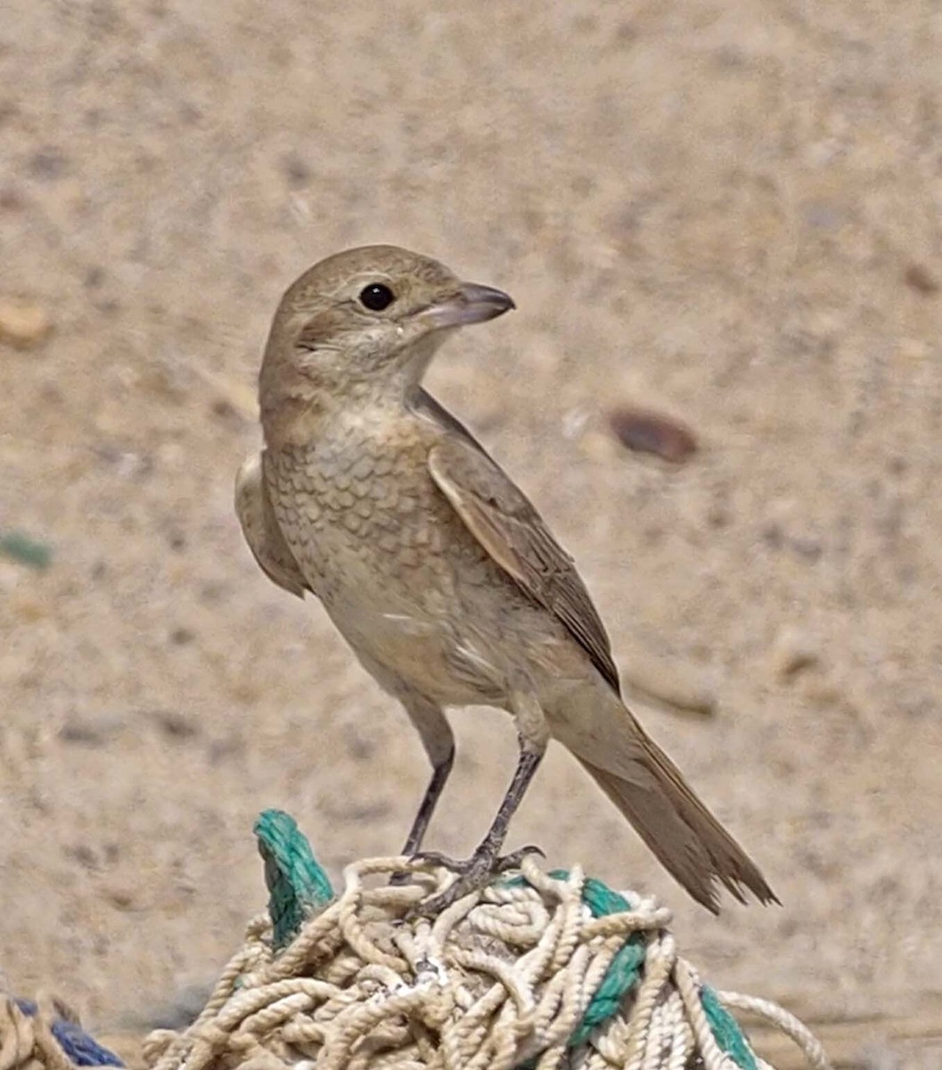 Red-tailed Shrike - ML620312141