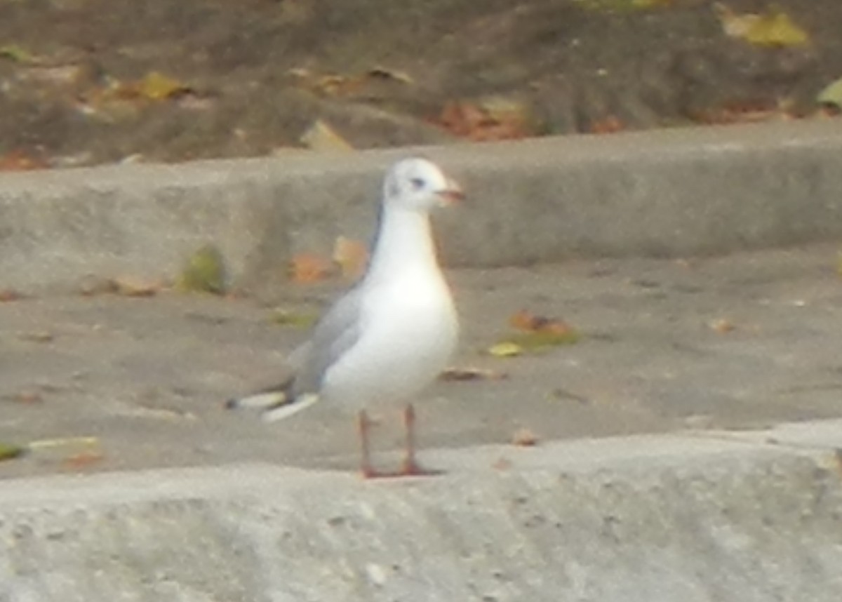 Black-headed Gull - ML620312144