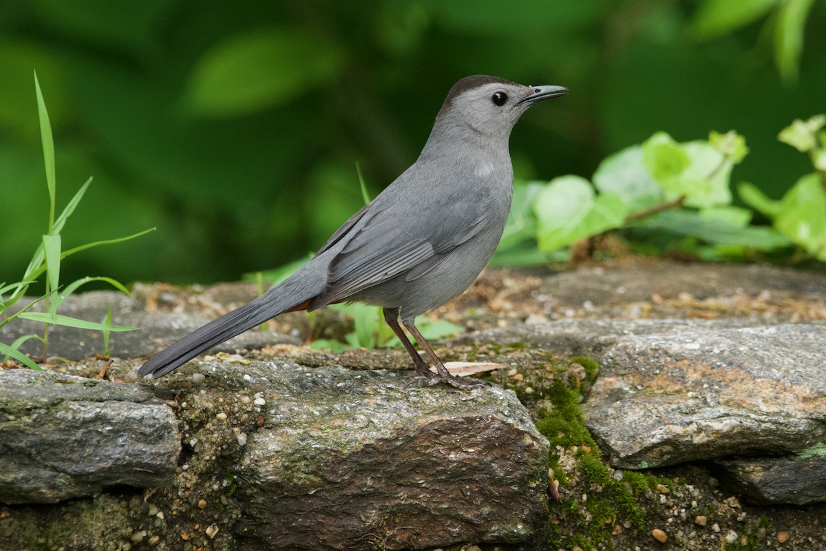 Pájaro Gato Gris - ML620312148