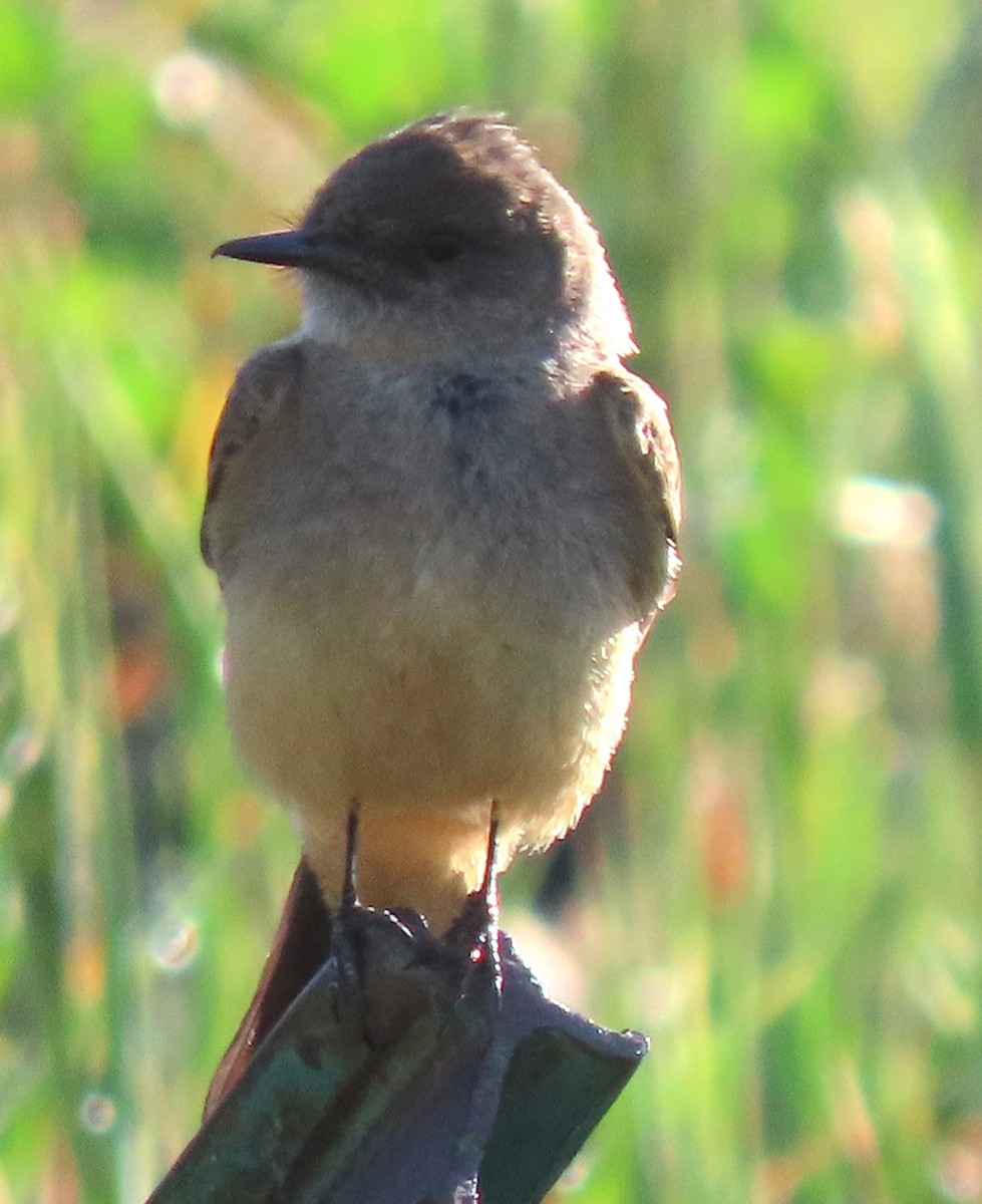 Say's Phoebe - ML620312150