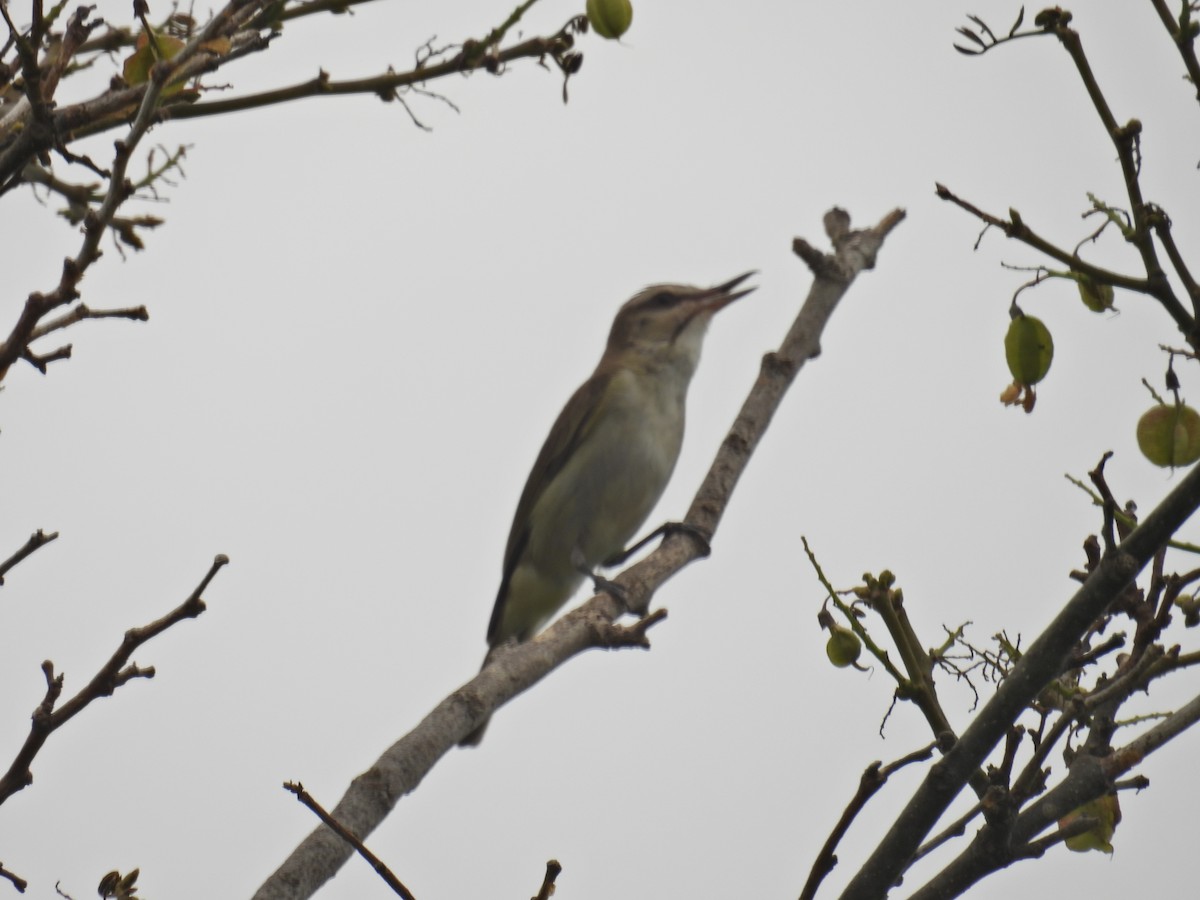 Black-whiskered Vireo - ML620312151