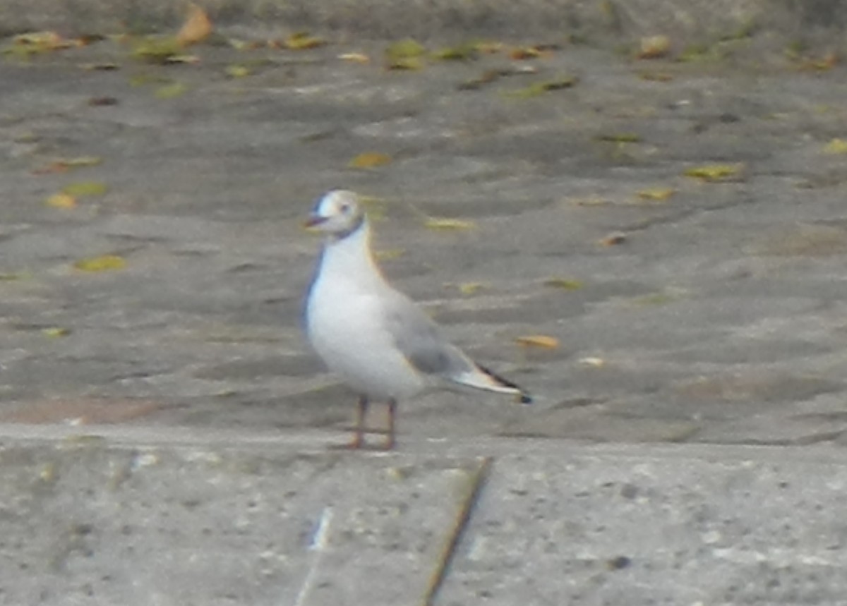 Gaviota Reidora - ML620312152