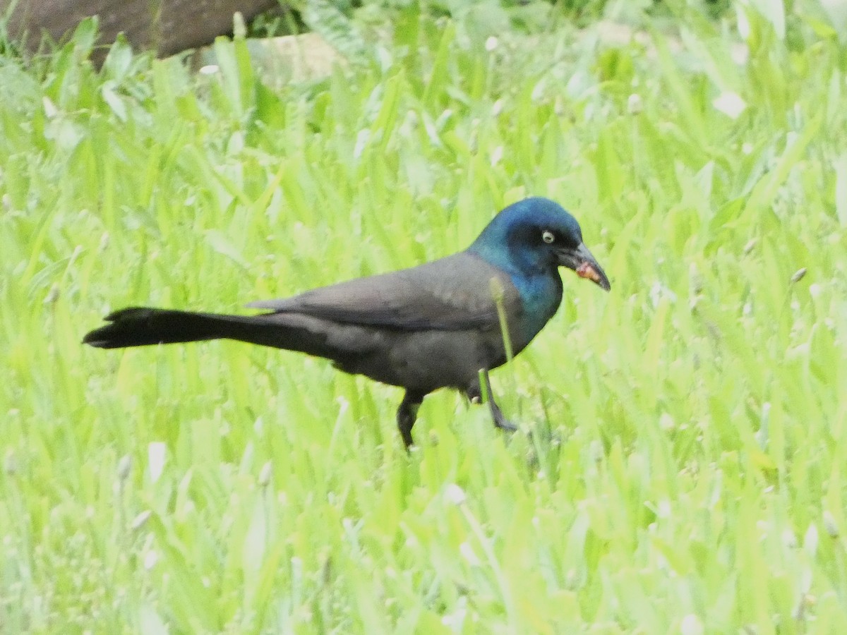 Common Grackle - ML620312155