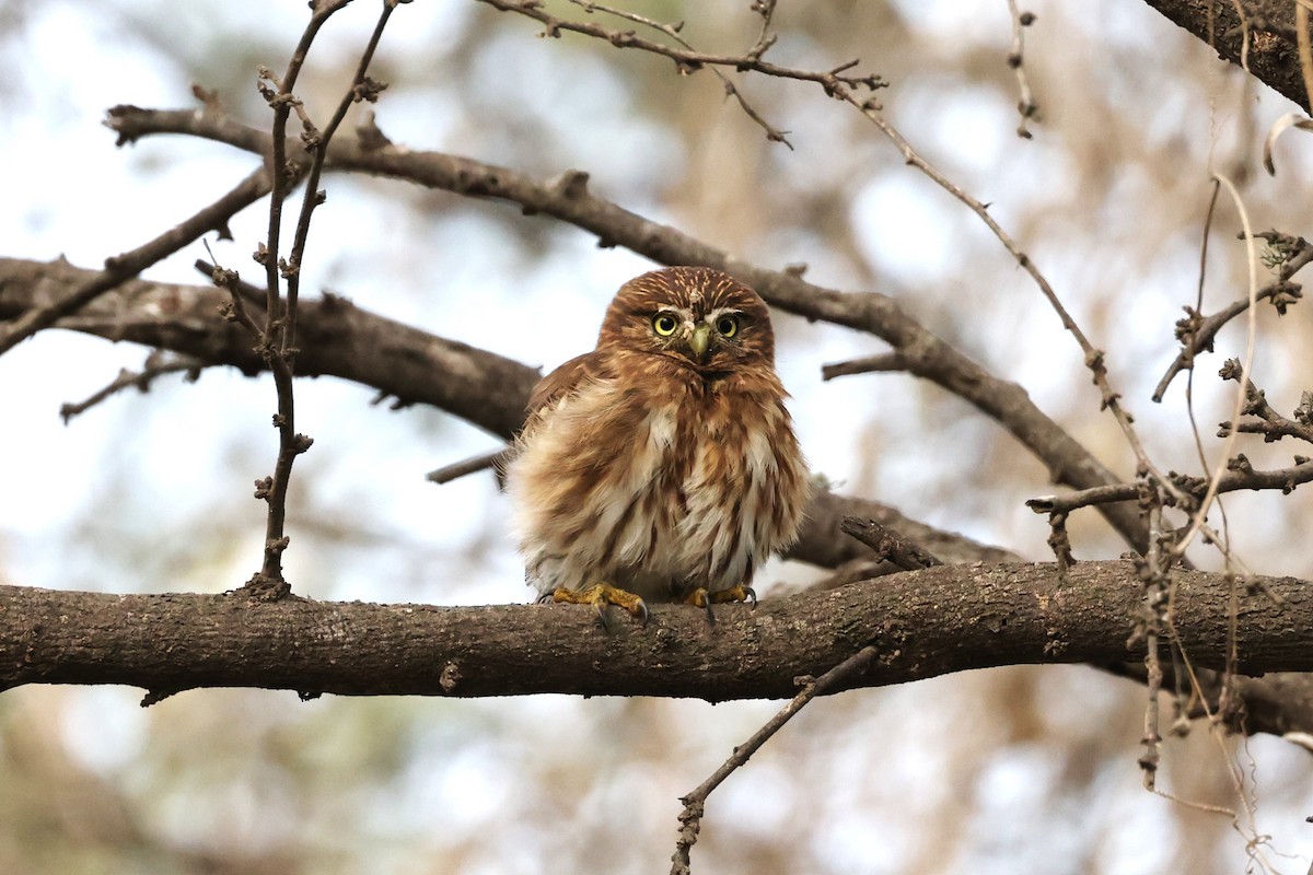 Peruvian Pygmy-Owl - ML620312158