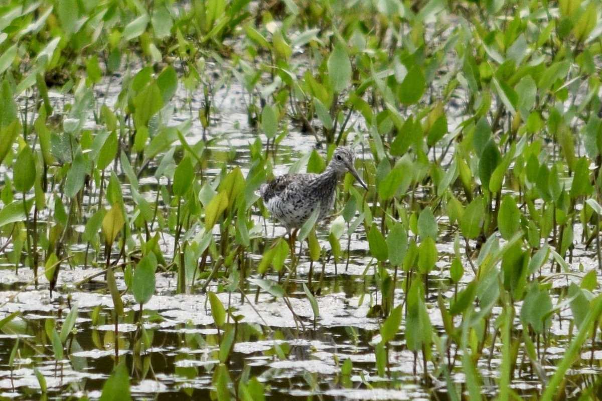 Greater Yellowlegs - Daniel Edwards