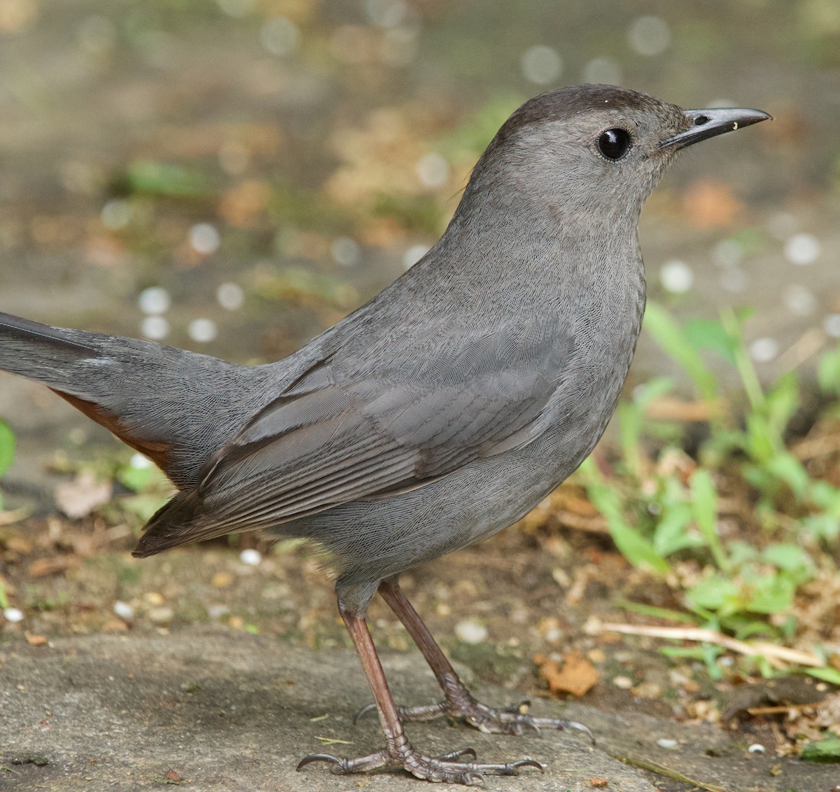 Gray Catbird - ML620312161