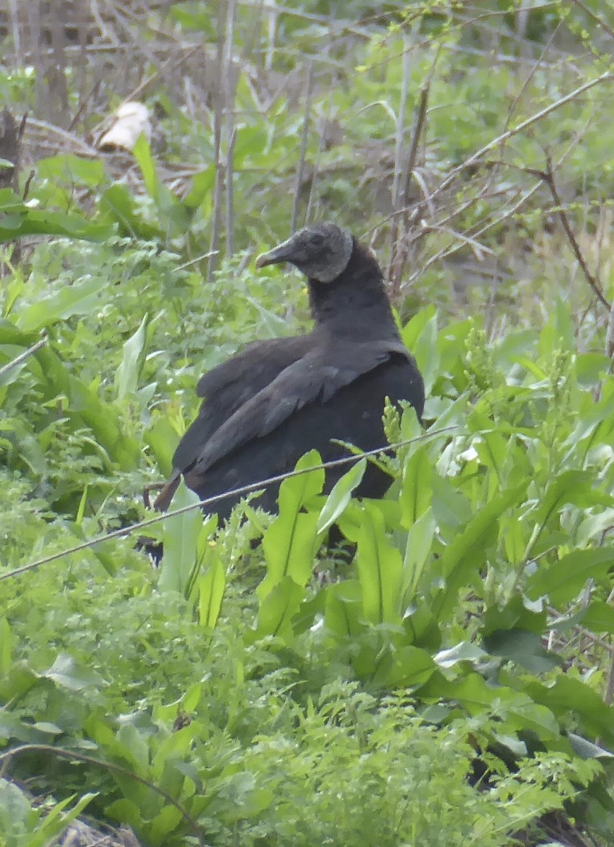 Black Vulture - ML620312163