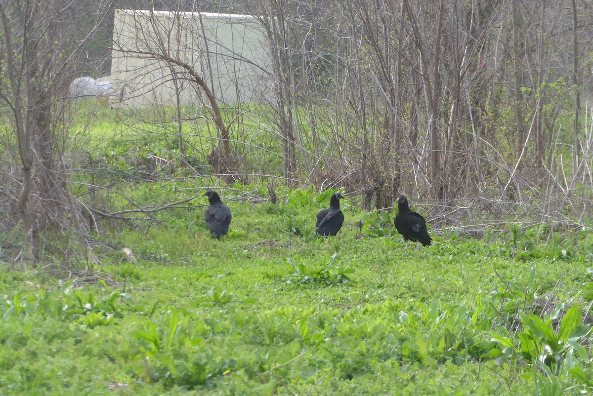 Black Vulture - ML620312164