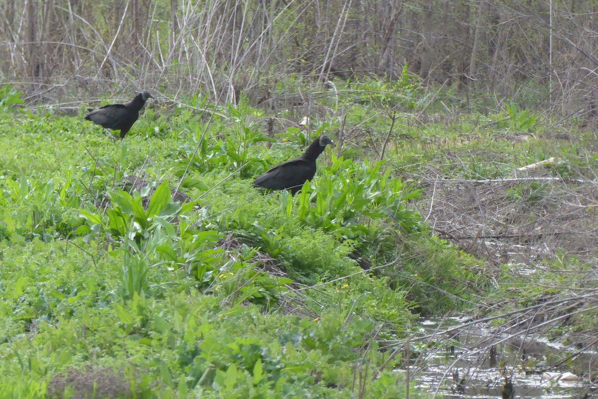 Black Vulture - ML620312165