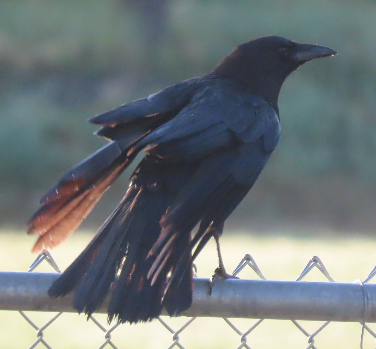 American Crow - ML620312167