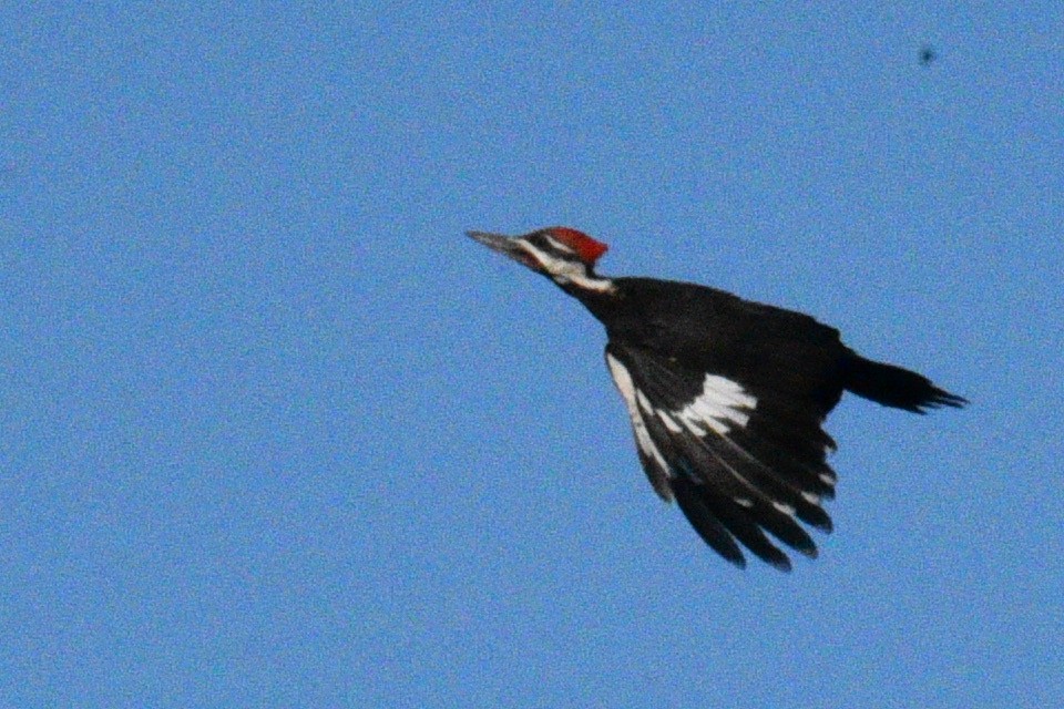 Pileated Woodpecker - ML620312168