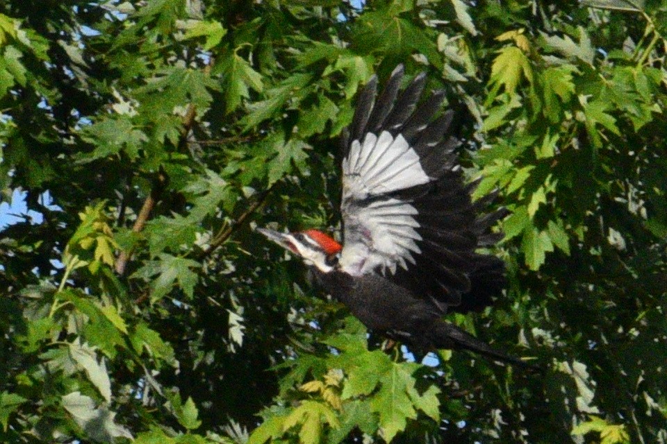 Pileated Woodpecker - ML620312169