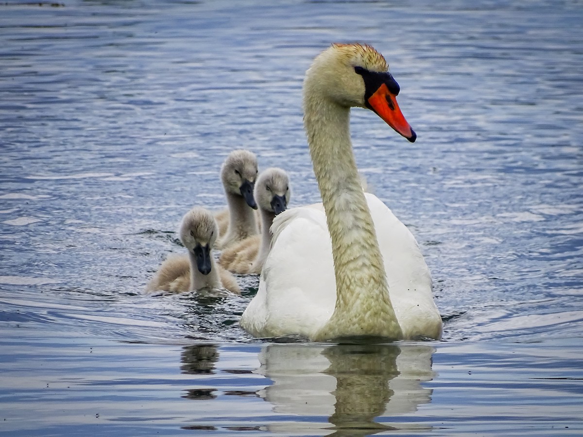 Mute Swan - ML620312173