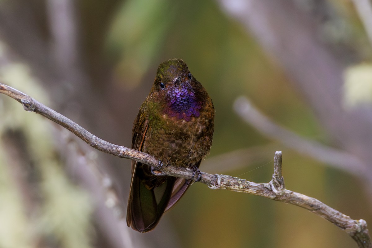 Violet-throated Metaltail - ML620312175