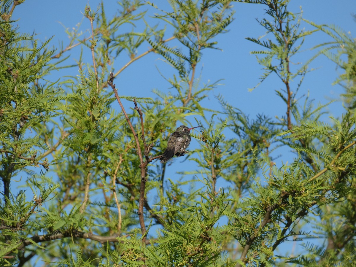 Colibrí Piquiancho Común - ML620312176