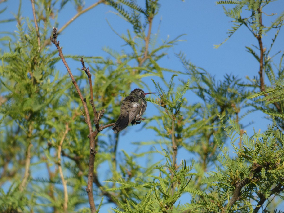 Colibrí Piquiancho Común - ML620312177